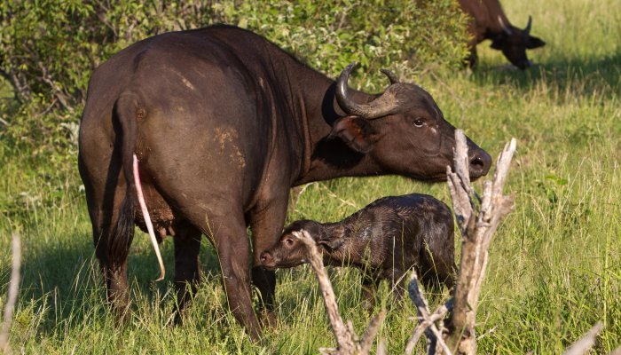 Acu KL newly born buffalo with mum